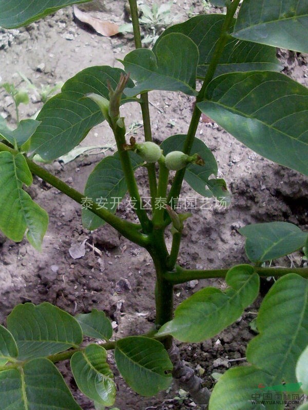 薄殼香核桃苗