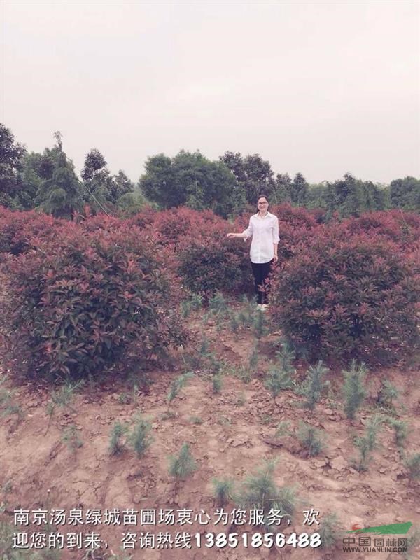 南京紅葉石楠價(jià)格