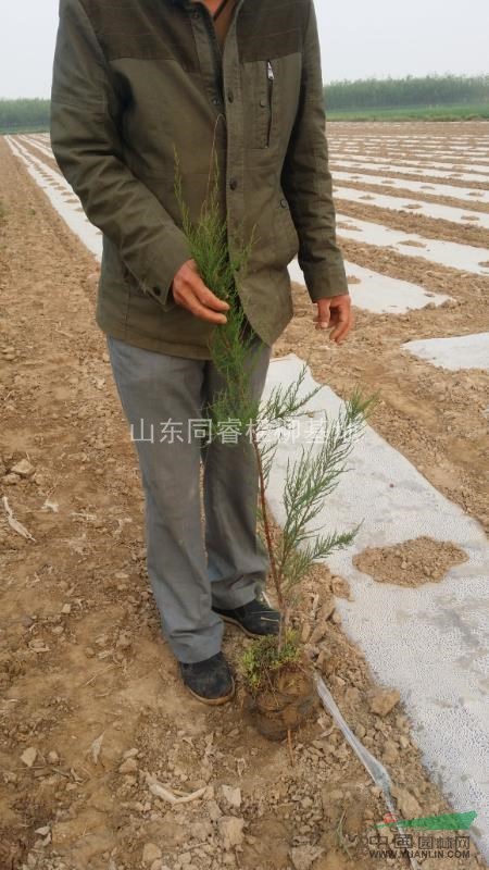 山東濱州沾化檉柳供應(yīng)無中介