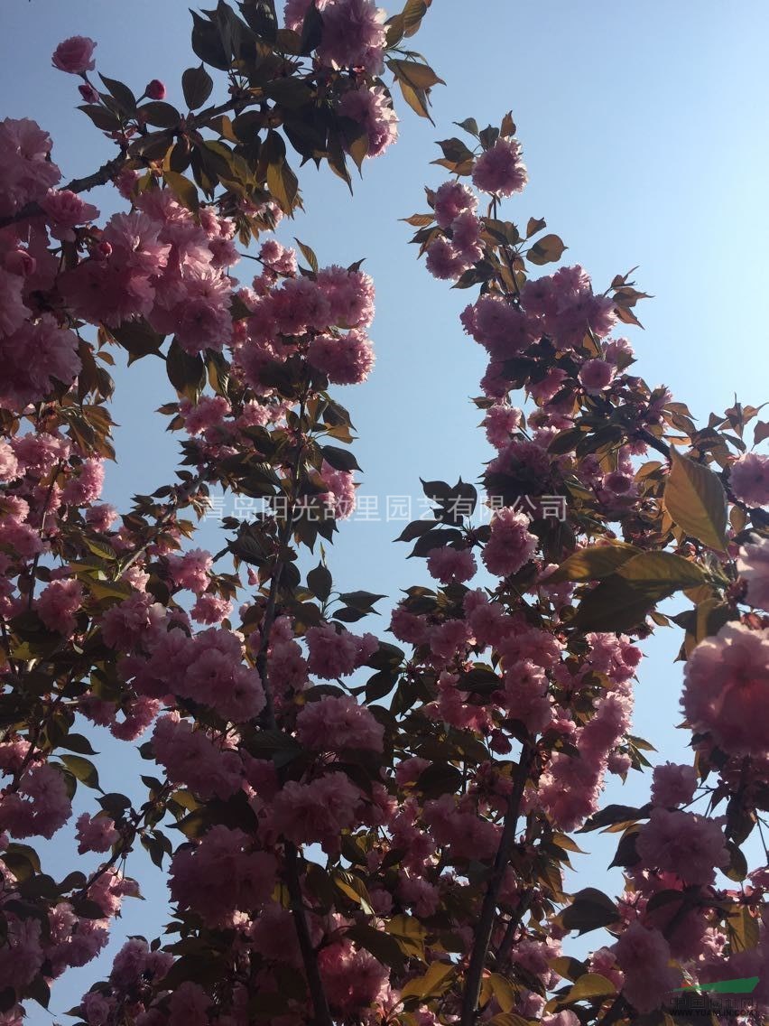 櫻花 重瓣櫻花 雙櫻 