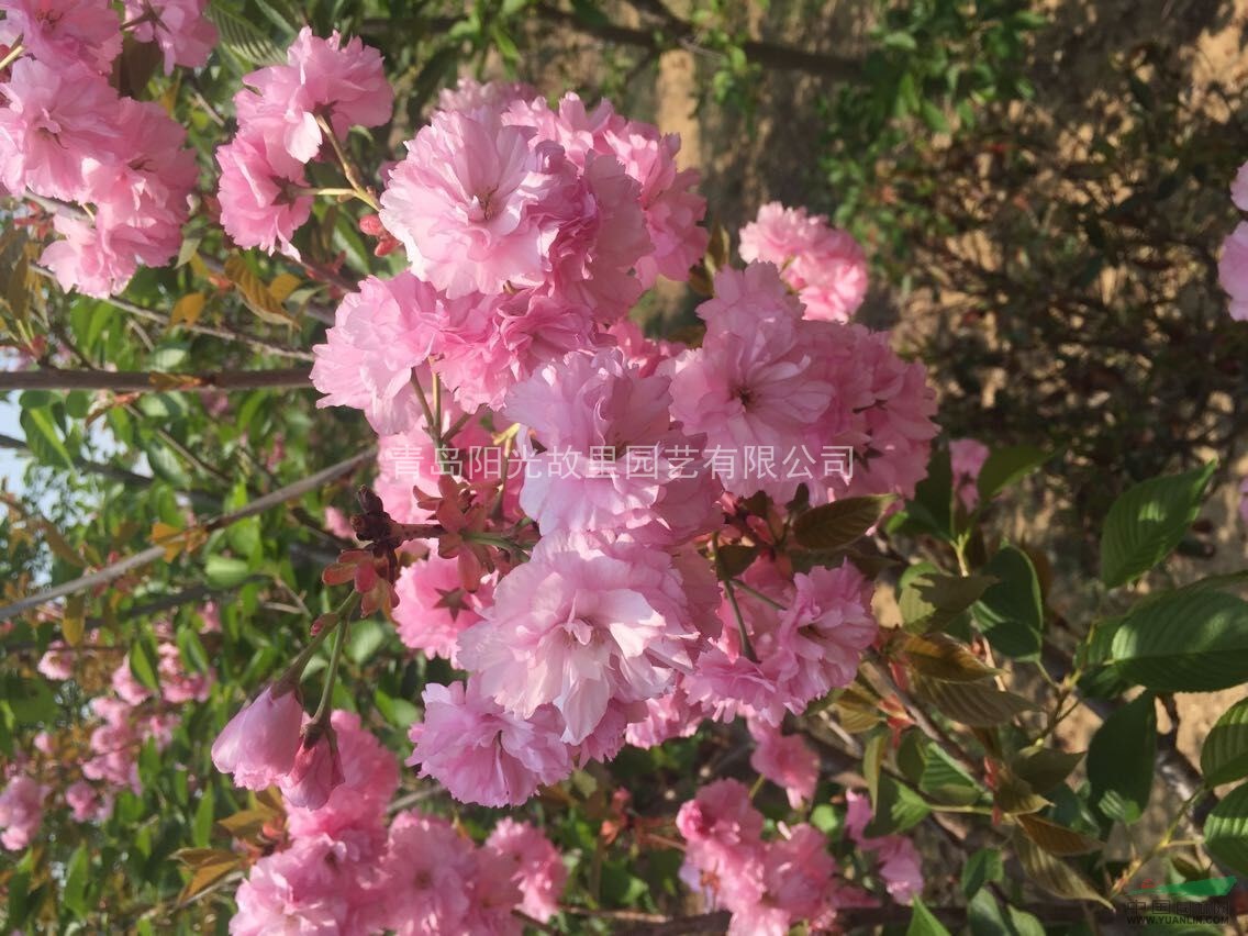櫻花 重瓣櫻花 雙櫻 