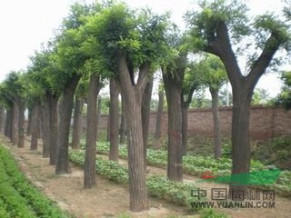 17公分-35公分國(guó)槐價(jià)格