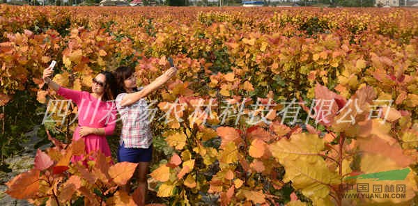 濮陽“紅霞楊”I號價格報價上車價、樹苗、種苗、接穗、種條