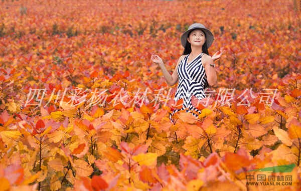 明港“紅霞楊”I號價(jià)格報(bào)價(jià)上車價(jià)、樹苗、種苗、接穗、種條