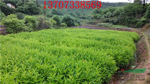 供應(yīng)50-60-70-80-90-100高冬青小苗