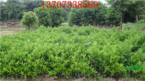 供應(yīng)50-60-70-80-90-100高冬青小苗
