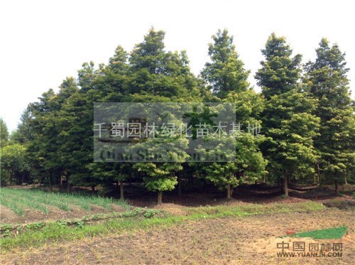 22公分楨楠價(jià)格/小葉楨楠價(jià)格/18公分小葉楨楠價(jià)格