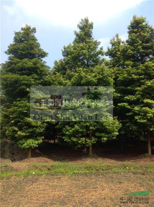 22公分楨楠價(jià)格/小葉楨楠價(jià)格/18公分小葉楨楠價(jià)格