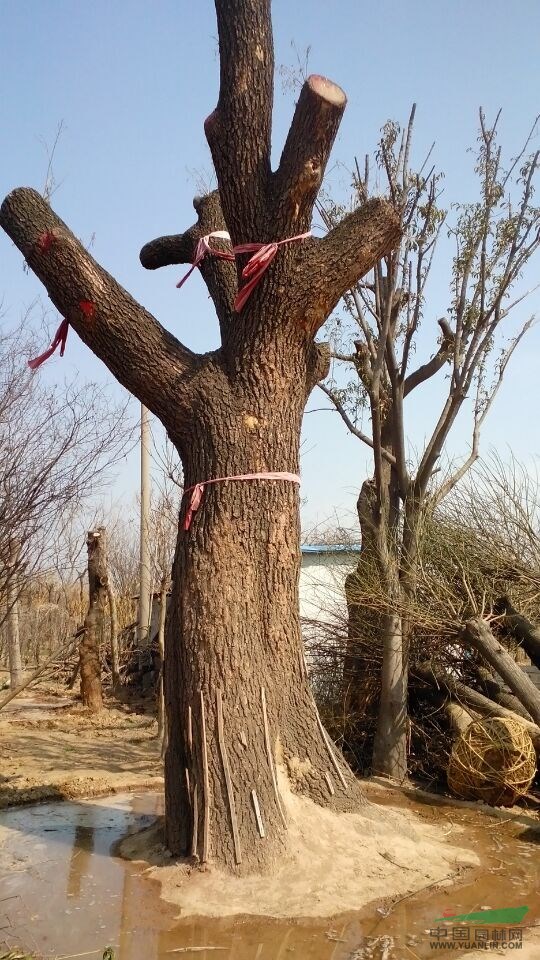 10公分國槐,12公分國槐多少錢一棵