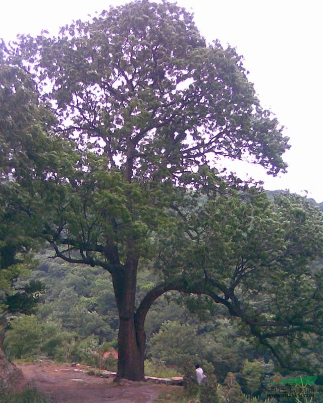 原生黃連木價格