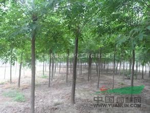 2015年白蠟樹(shù)出售白蠟價(jià)格哪里便宜白蠟小苗多少錢