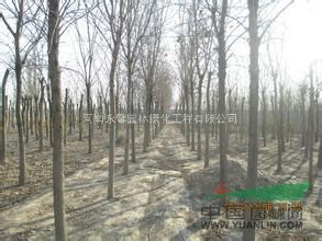 2015年白蠟樹(shù)出售白蠟價(jià)格哪里便宜白蠟小苗多少錢