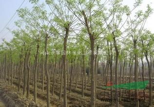 2015年國槐樹基地，最新國槐苗價格，最便宜國槐樹苗多少錢