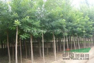 2015年國槐樹基地，最新國槐苗價格，最便宜國槐樹苗多少錢