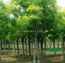 出售10萬株法桐，優(yōu)質(zhì)法桐小苗基地，法桐批發(fā)價格哪里便宜