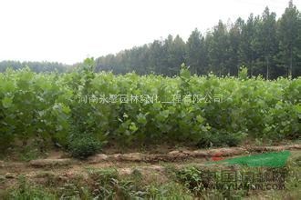 出售10萬株法桐，優(yōu)質(zhì)法桐小苗基地，法桐批發(fā)價格哪里便宜