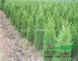 優(yōu)質(zhì)蜀檜基地在哪里▎蜀檜批發(fā)價(jià)格哪里便宜▎最便宜蜀檜多少錢