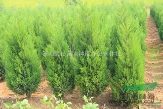 優(yōu)質(zhì)蜀檜基地在哪里▎蜀檜批發(fā)價(jià)格哪里便宜▎最便宜蜀檜多少錢