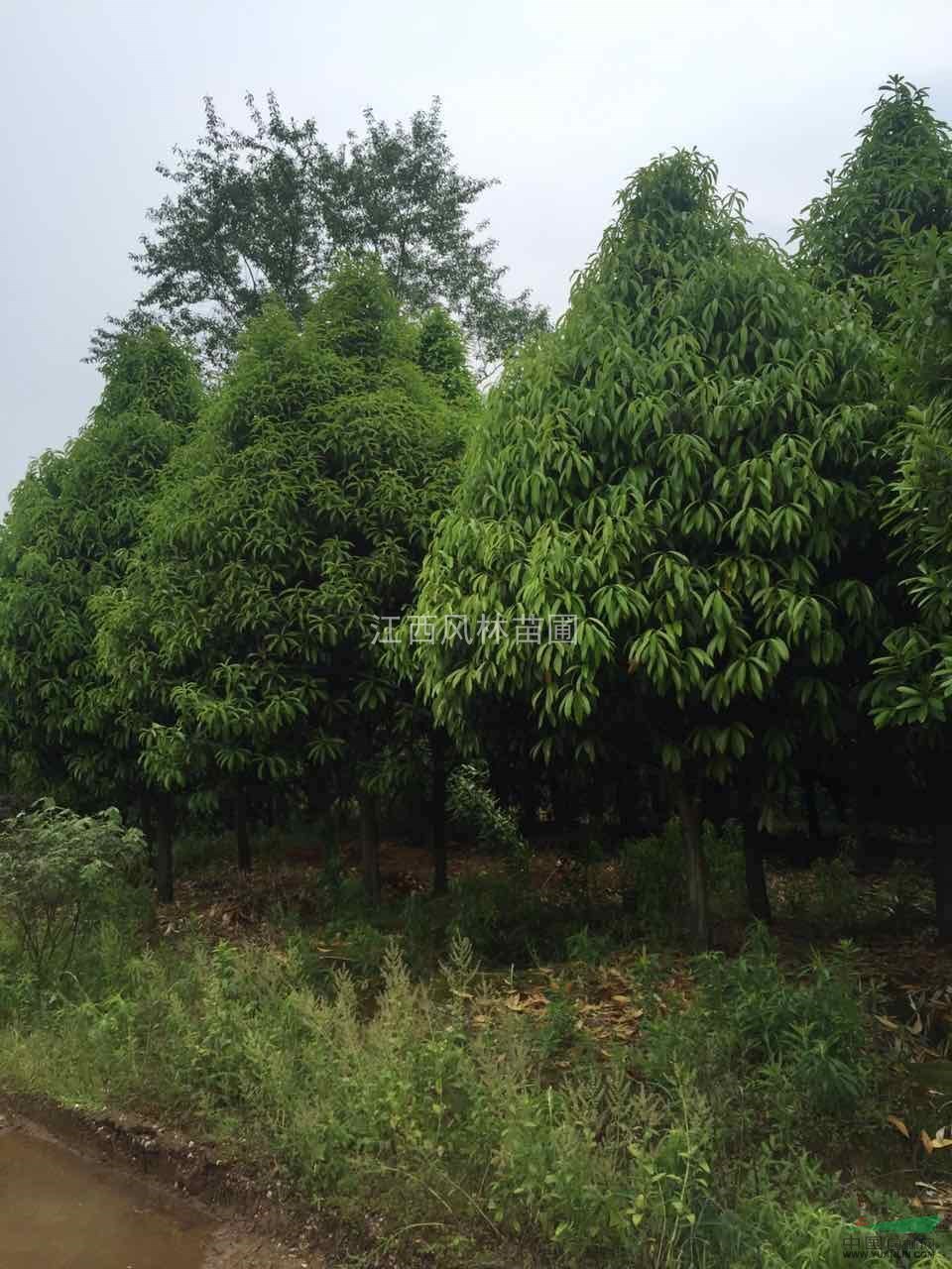 棱角山礬大量出售