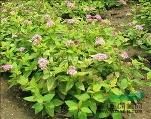 供應(yīng)繡線菊基地 繡線菊扦插小苗 繡線菊價(jià)格 紅花繡線菊