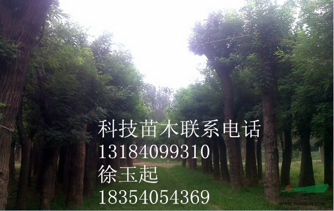 18公分毛白楊價格 