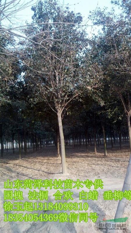  20公分毛白楊價(jià)格
