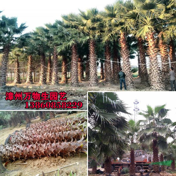 老人葵基地便宜出售2-10米華棕，鱗片好，無蟲害