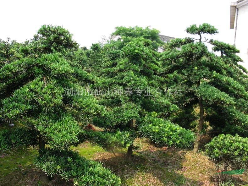 供應(yīng)各種規(guī)格羅漢松、造型羅漢松古樁、球灌木、小苗