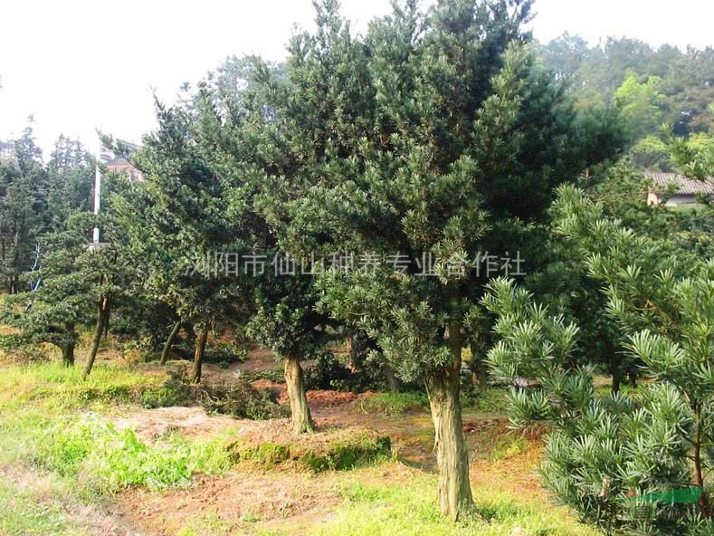 供應(yīng)各種規(guī)格羅漢松、造型羅漢松古樁、球灌木、小苗
