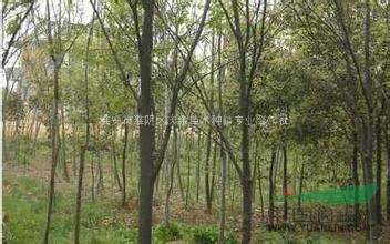 江蘇出售13公分紅櫸樹，紅櫸樹價(jià)格哪里便宜，紅櫸樹基地在哪