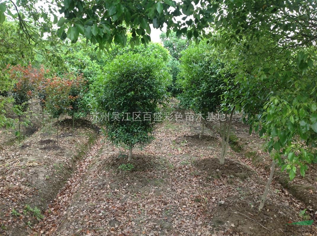 苏州供应高度220 冠幅150的精品桂花