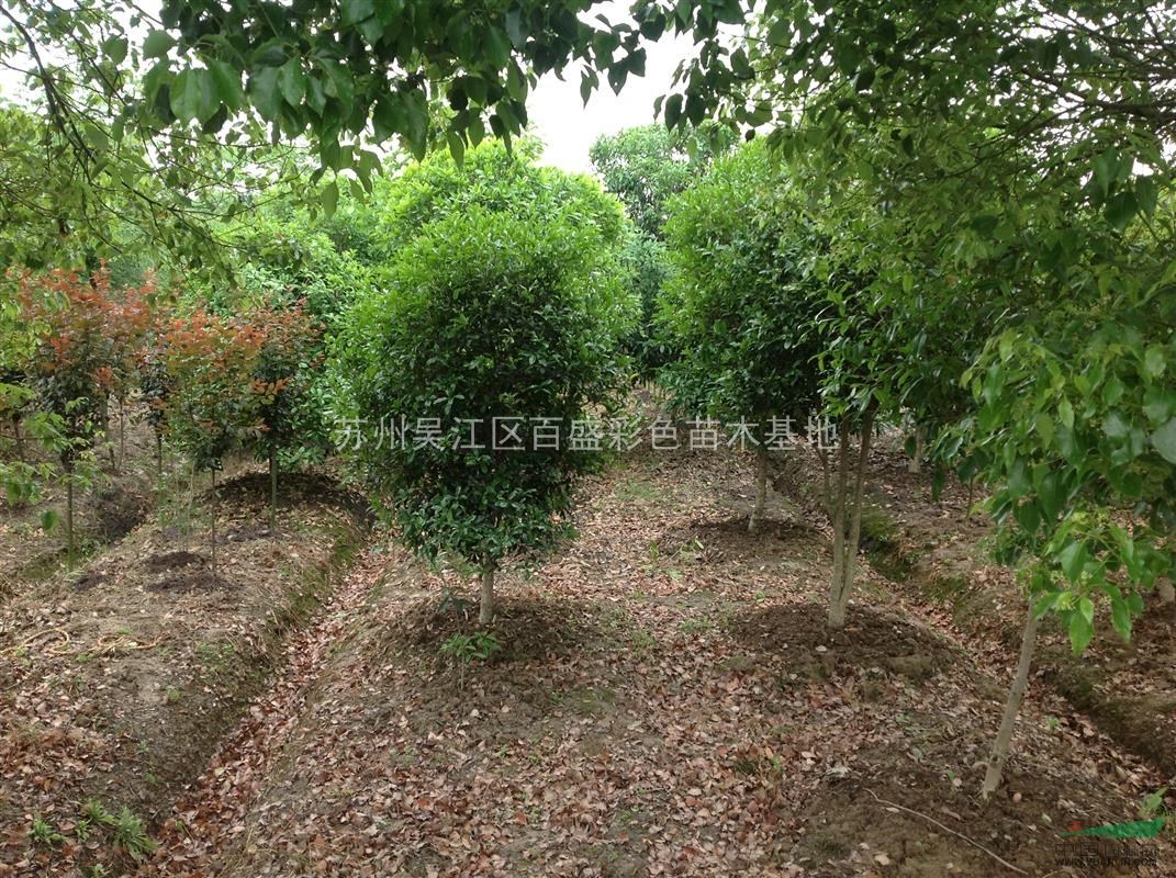 苏州供应高度220 冠幅150的精品桂花