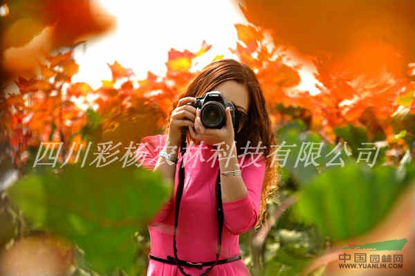 美麗唐山，彩色生態(tài)建設(shè)，紅霞楊，園林道路最美麗彩葉景觀樹種
