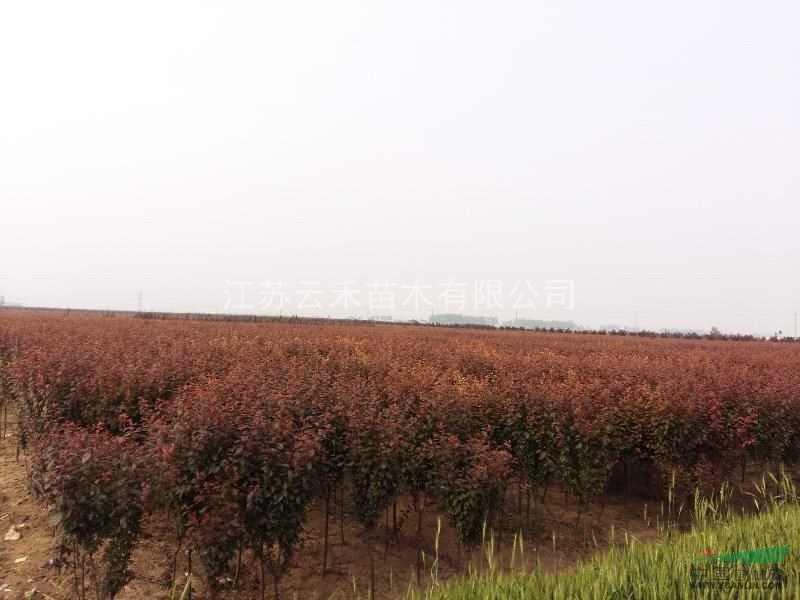 江蘇連云港大型紅葉李基地，苗圃直銷