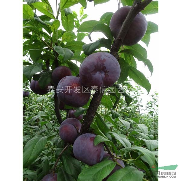 山東李子苗_李子苗基地