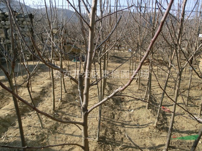 泰安李子苗_李子苗基地