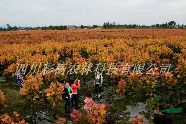 美麗邢臺(tái)，彩色生態(tài)建設(shè)，紅霞楊，園林道路最美麗彩葉景觀樹種