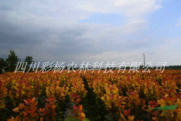 美麗邢臺(tái)，彩色生態(tài)建設(shè)，紅霞楊，園林道路最美麗彩葉景觀樹種