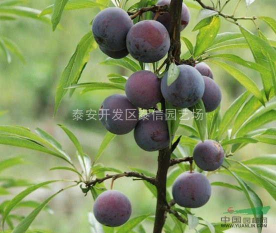 湖南李子苗_李子苗價格