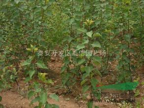 凱特杏苗、杏樹苗基地