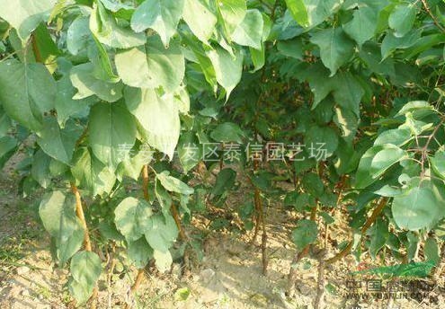 山東杏樹苗、杏樹苗價格