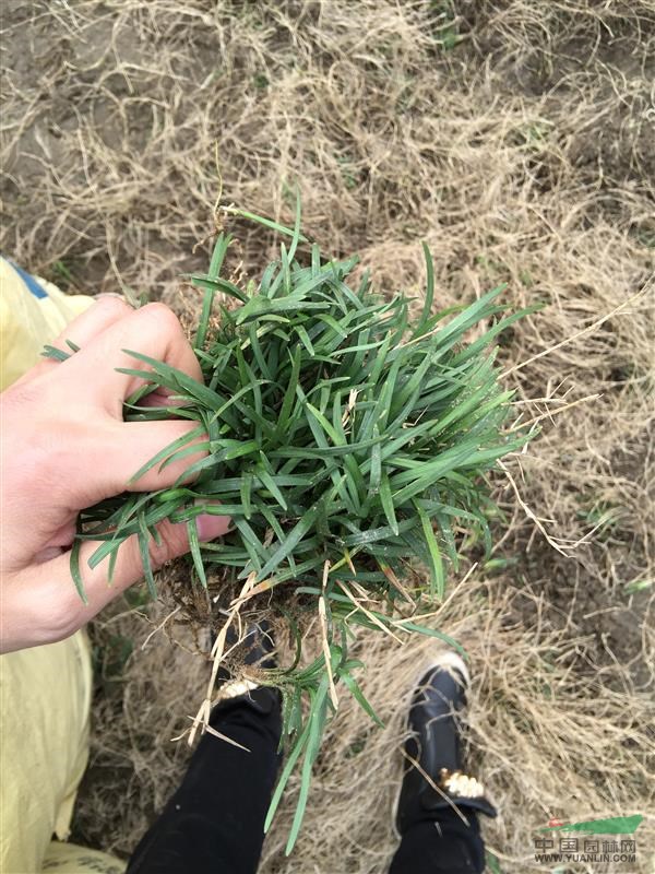 150畝日本矮麥冬 玉龍草