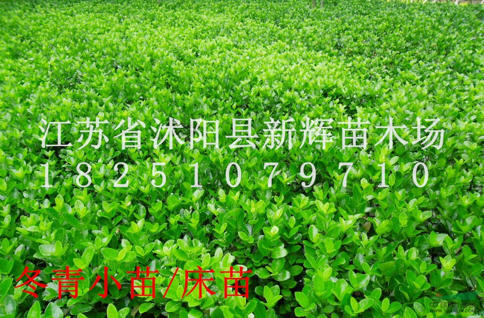 專賣小苗；金葉女貞苗 紅葉小檗苗 連翹 迎春 月季 小葉黃