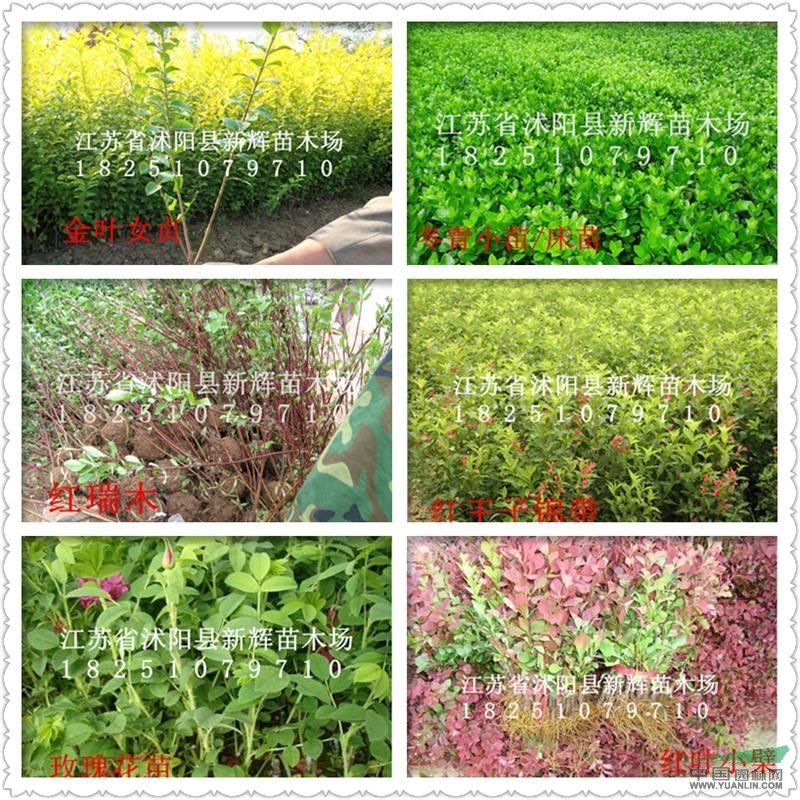 專賣小苗；金葉女貞苗 紅葉小檗苗 連翹 迎春 月季 小葉黃