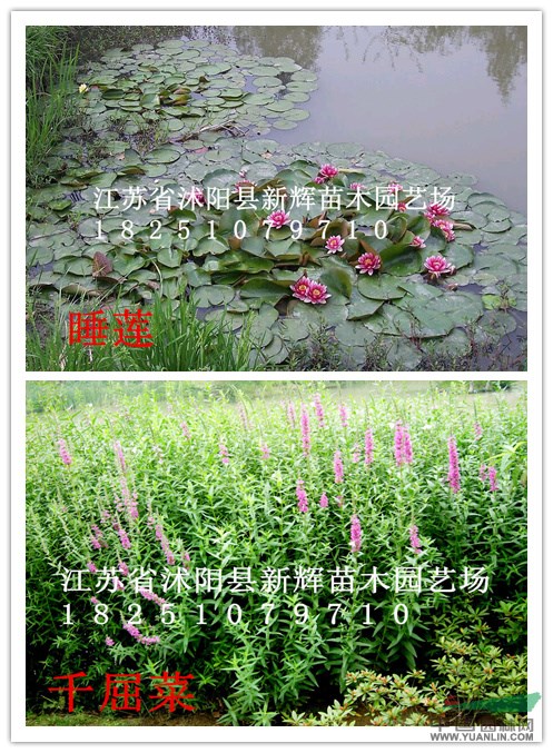 水蔥 香蒲 美人蕉 旱傘草 風(fēng)車草 菖蒲千屈菜 睡蓮 荷花