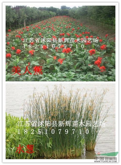 水蔥 香蒲 美人蕉 旱傘草 風(fēng)車草 菖蒲千屈菜 睡蓮 荷花