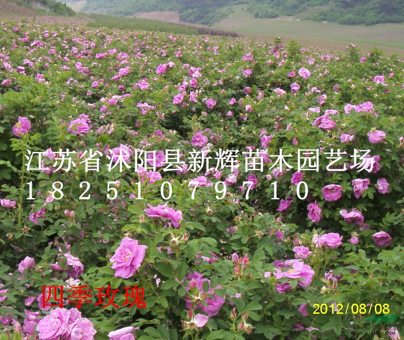 四季玫瑰價(jià)格 玫瑰基地 低價(jià)主賣玫瑰大苗200萬(wàn)棵 玫瑰月