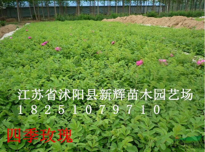 四季玫瑰價(jià)格 玫瑰基地 低價(jià)主賣玫瑰大苗200萬(wàn)棵 玫瑰月
