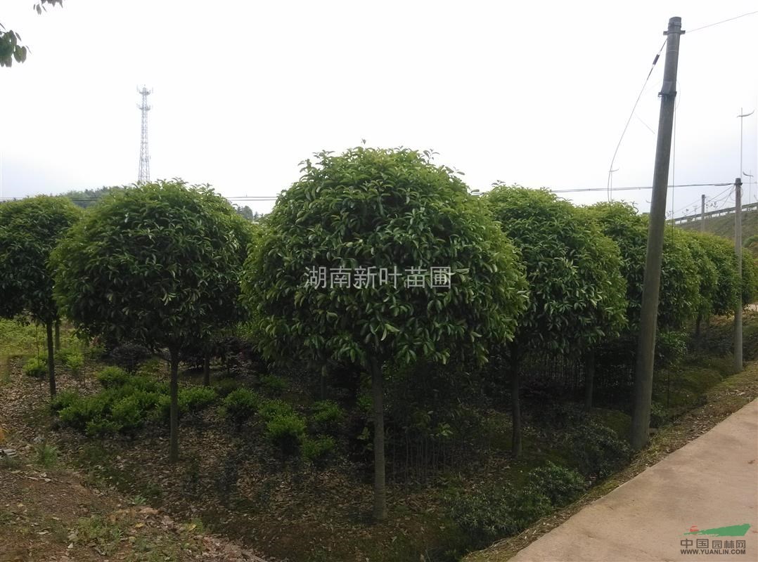 哪里桂花最便宜  湖南桂花，5公分桂花，湖南5公分桂花，