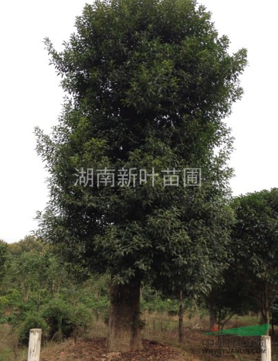 杜英，5-10公分杜英供應(yīng)，湖南杜英